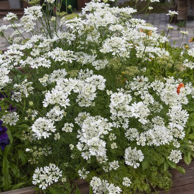 Blomsterkörvel 'White Lace'