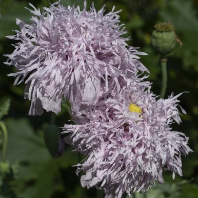 Fjädervallmo 'Lilac Pompom'