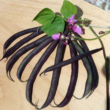 Purpurböna 'Purple Teepee'
