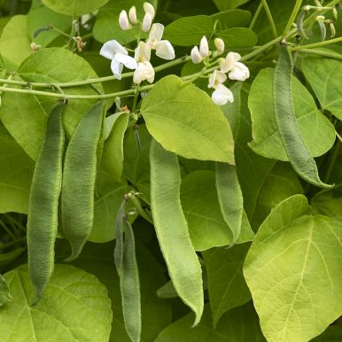 Rosenböna ''''Corona''''