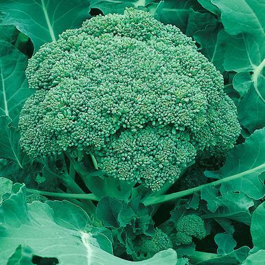 Broccoli 'Ramoso Calabrese'