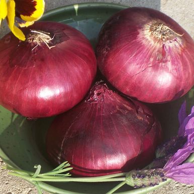 Röd Lök 'Red Brunswick'