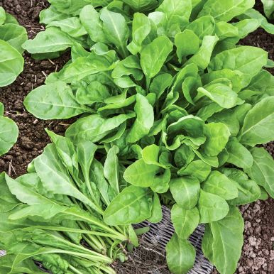 Mangold 'Perpetual Spinach'