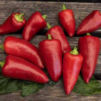 Paprika 'Roter Augsburger'