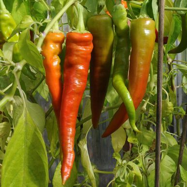 Chilipeppar 'Lombardo'