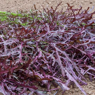 Salladssenap 'Moutarde Rouge Metis'