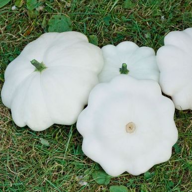 Tefatspumpa 'Pâtisson Blanc'