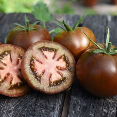 Tomat F1 'Kakao'