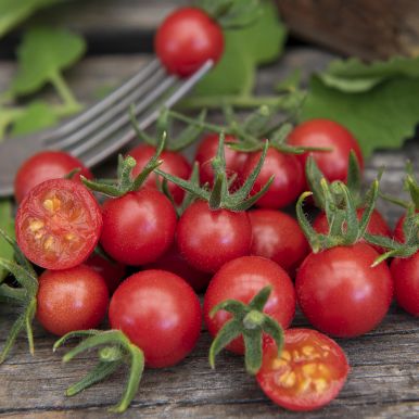 Vinbärstomat 'Currant Red'