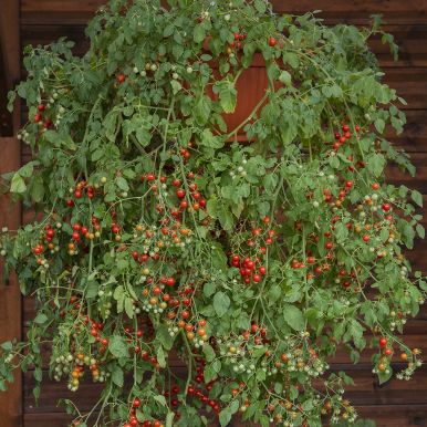 Körsbärstomat 'Cherry Cascades'
