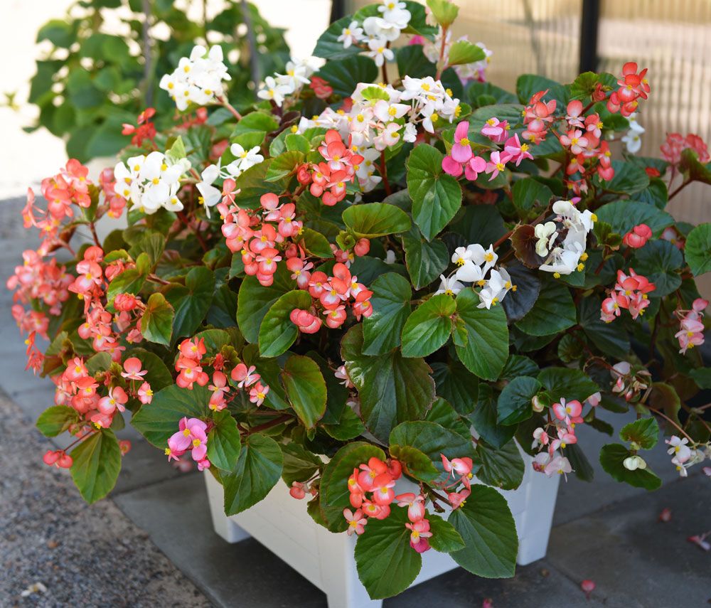Begonia F1 'Baby Wing' | Ettåriga blomsterväxter | Krukväxter | Begonia ...