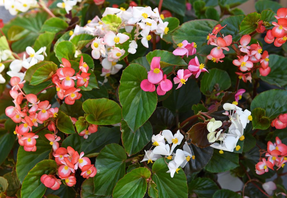 Begonia F1 'Baby Wing' | Ettåriga blomsterväxter | Krukväxter | Begonia ...