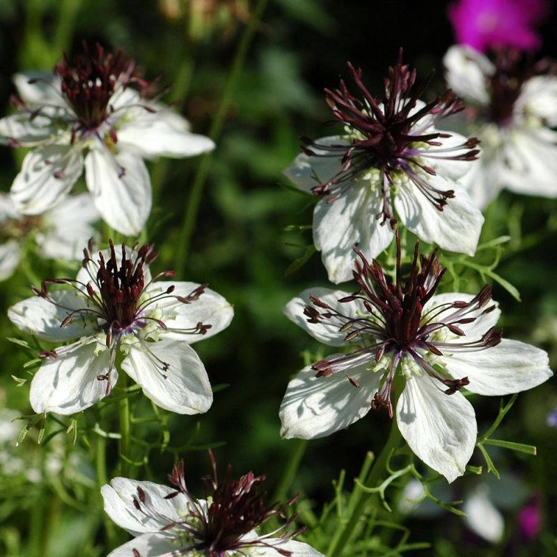 blomma på spanska blomma på spanska