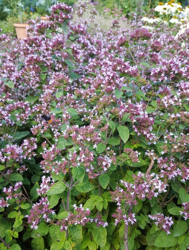 Kungsmynta/Oregano | Kryddväxter | Origanum vulgare