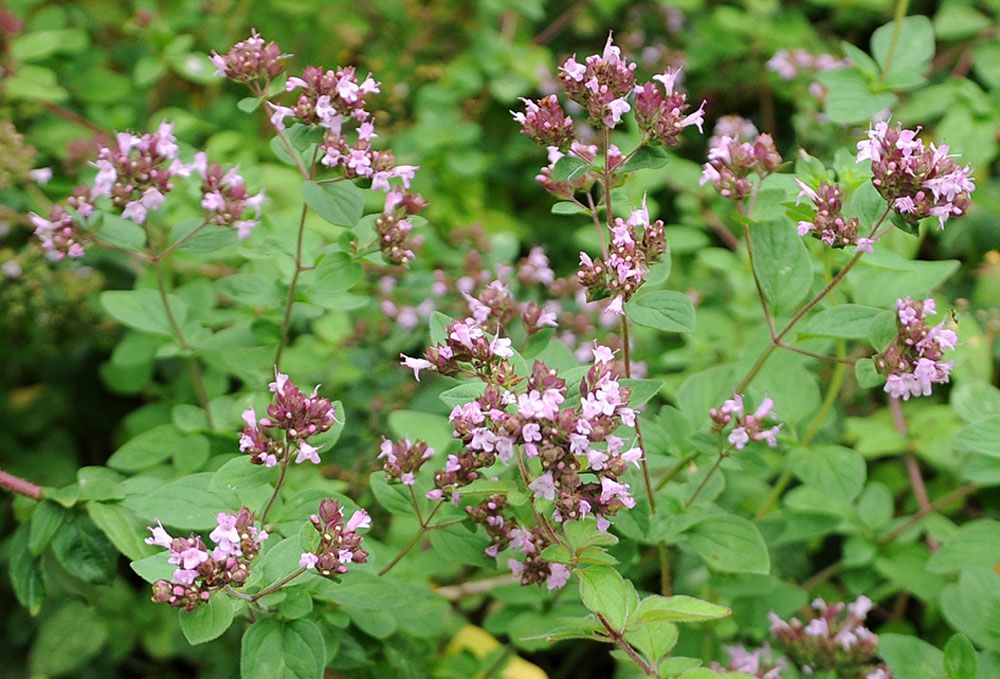 Kungsmynta/Oregano | Kryddväxter | Origanum vulgare