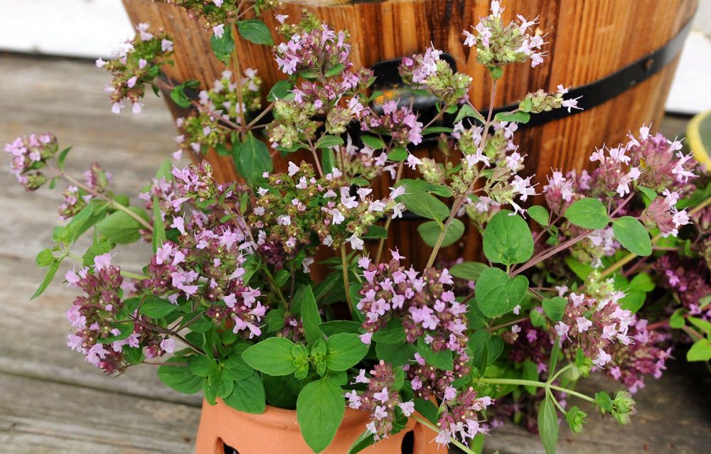 Kungsmynta/Oregano | Kryddväxter | Origanum vulgare