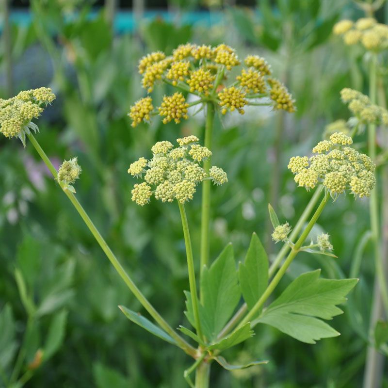 Libbsticka Kryddväxter Levisticum officinale