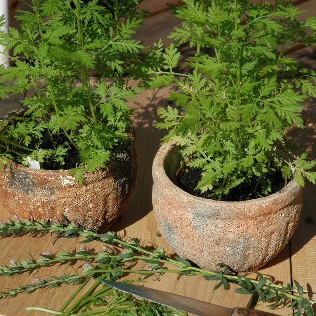 artemisia annua köpa artemisia annua köpa