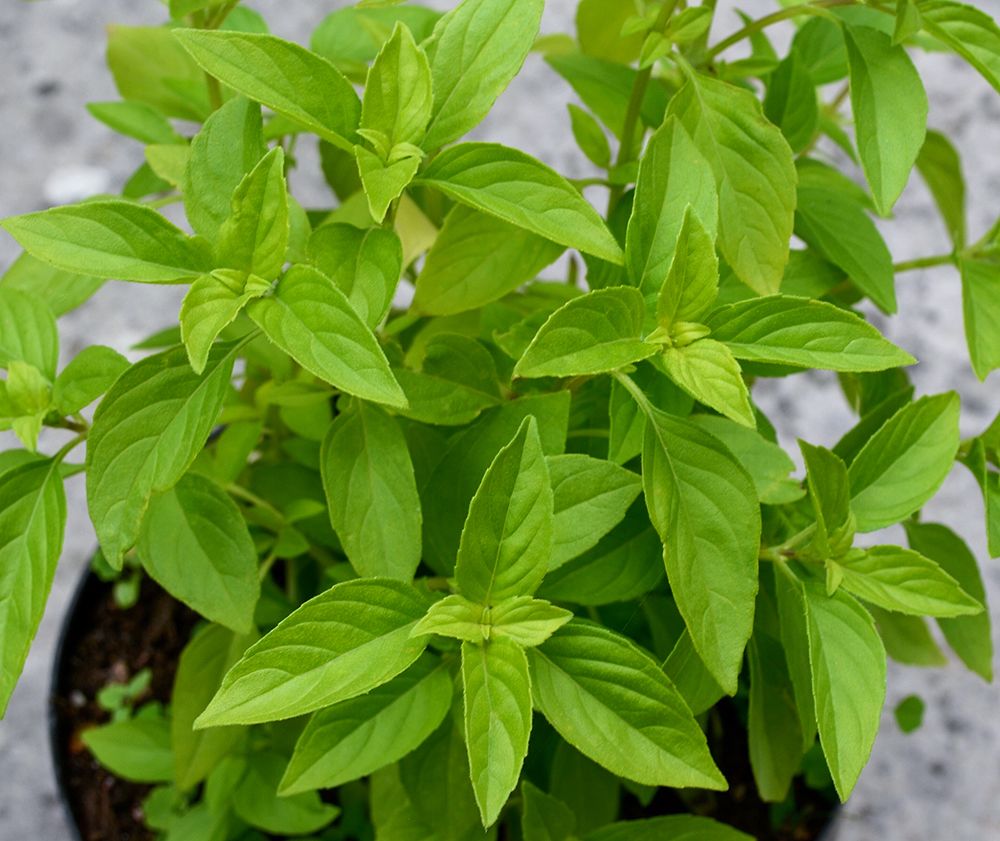 Citronbasilika 'Mrs. Burns' Lemon'