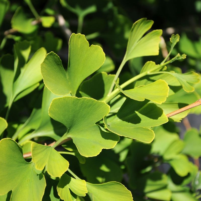 Froer Till Ginkgo Buskar Och Trad Ginkgo Biloba Impecta