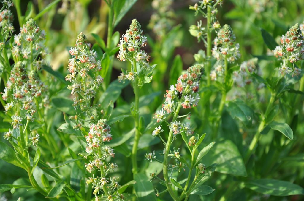 Душистая резеда резеда. Reseda lutea. Reseda odorata. Резеда душистая. Куплена душистая фото.