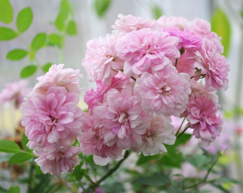 Miniros 'Garden Party' Ettåriga blomsterväxter Rosa multiflora nana
