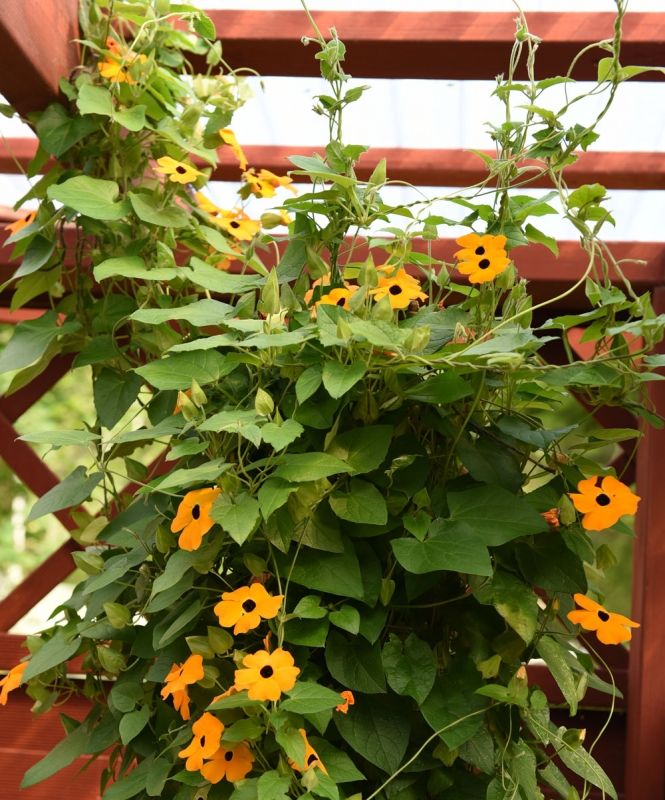 Svartöga 'Aurantiaca Oculata'