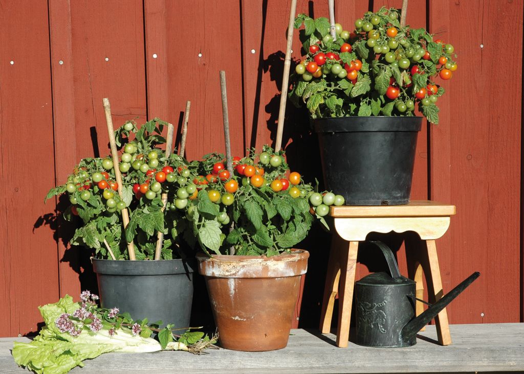 Se utvalda fröer för krukodling »