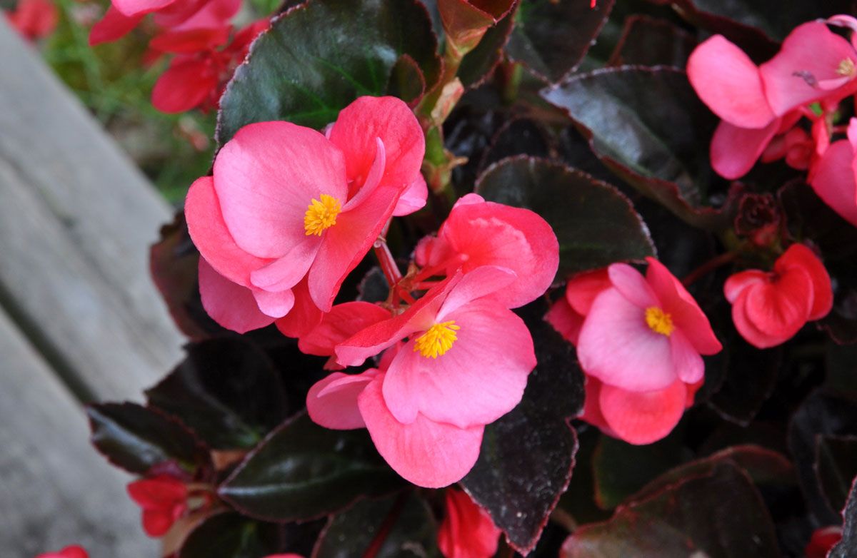 Begonia 'Big Rose with Bronze Leaf' | Ettåriga blommor | Impecta