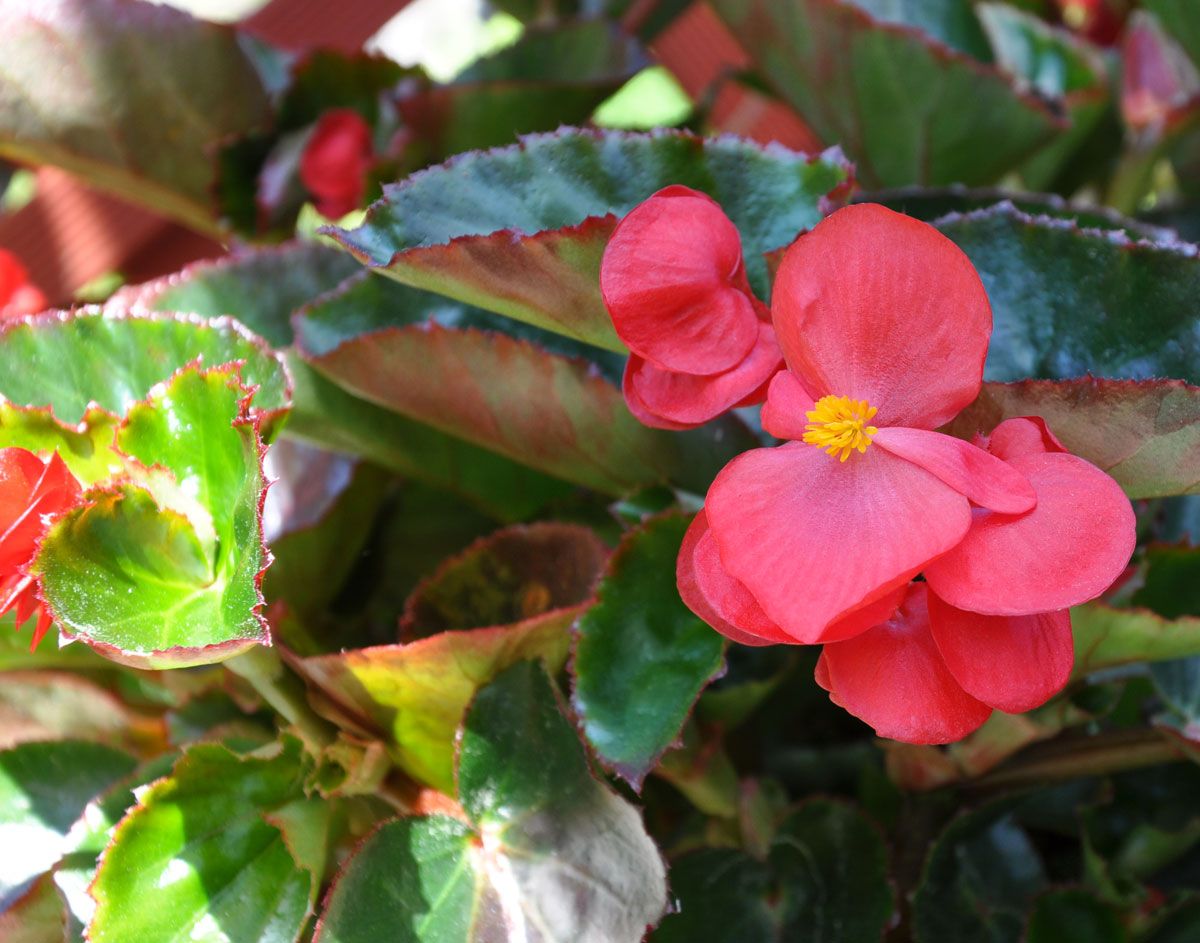 Begonia 'Big Red with Green Leaf' Ettåriga blomsterväxter