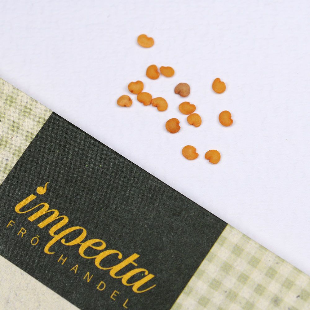 Aubergin 'Golden Eggs' Grönsaker Solanum melongena L. 'Golden Eggs'