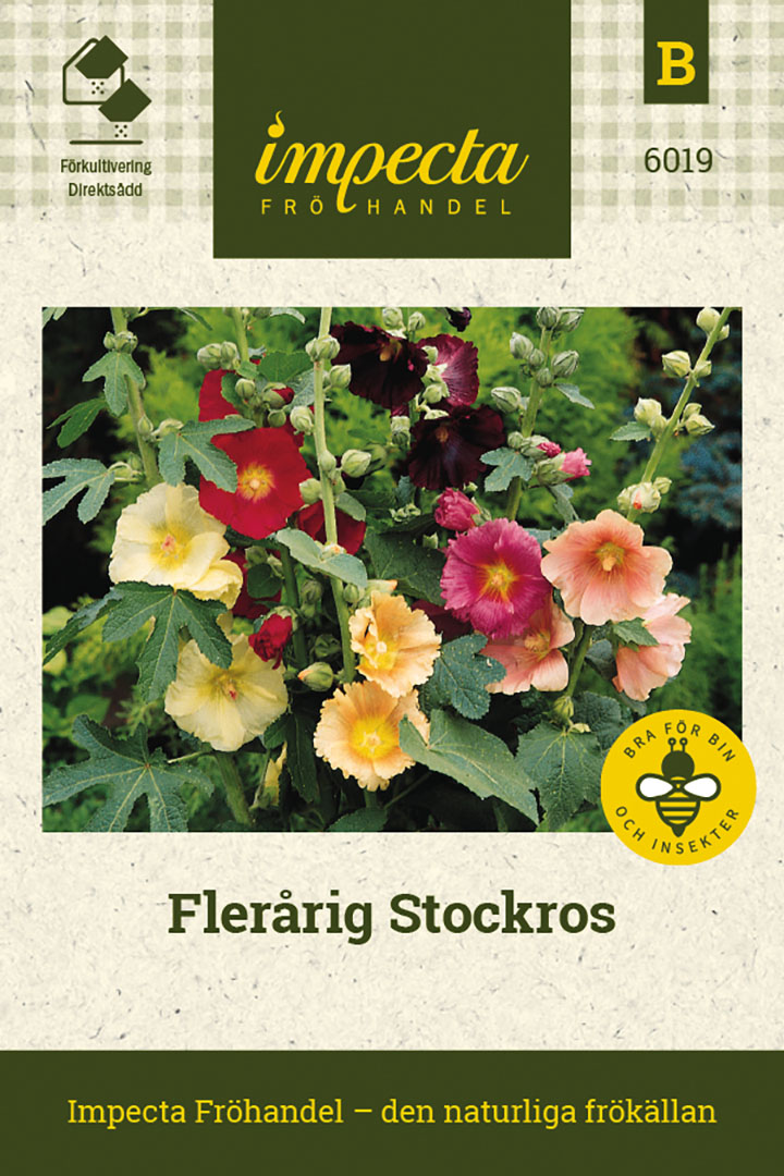 Flerårig Stockros | Perenner | Alcea rosea ficifolia |