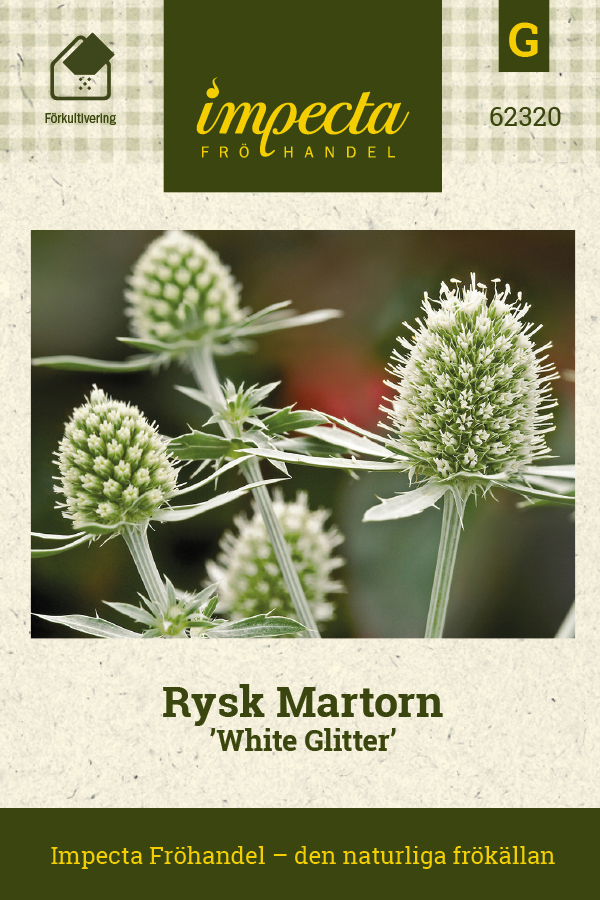 Rysk Martorn 'White Glitter' Perenner Eryngium planum 'White Glitter'