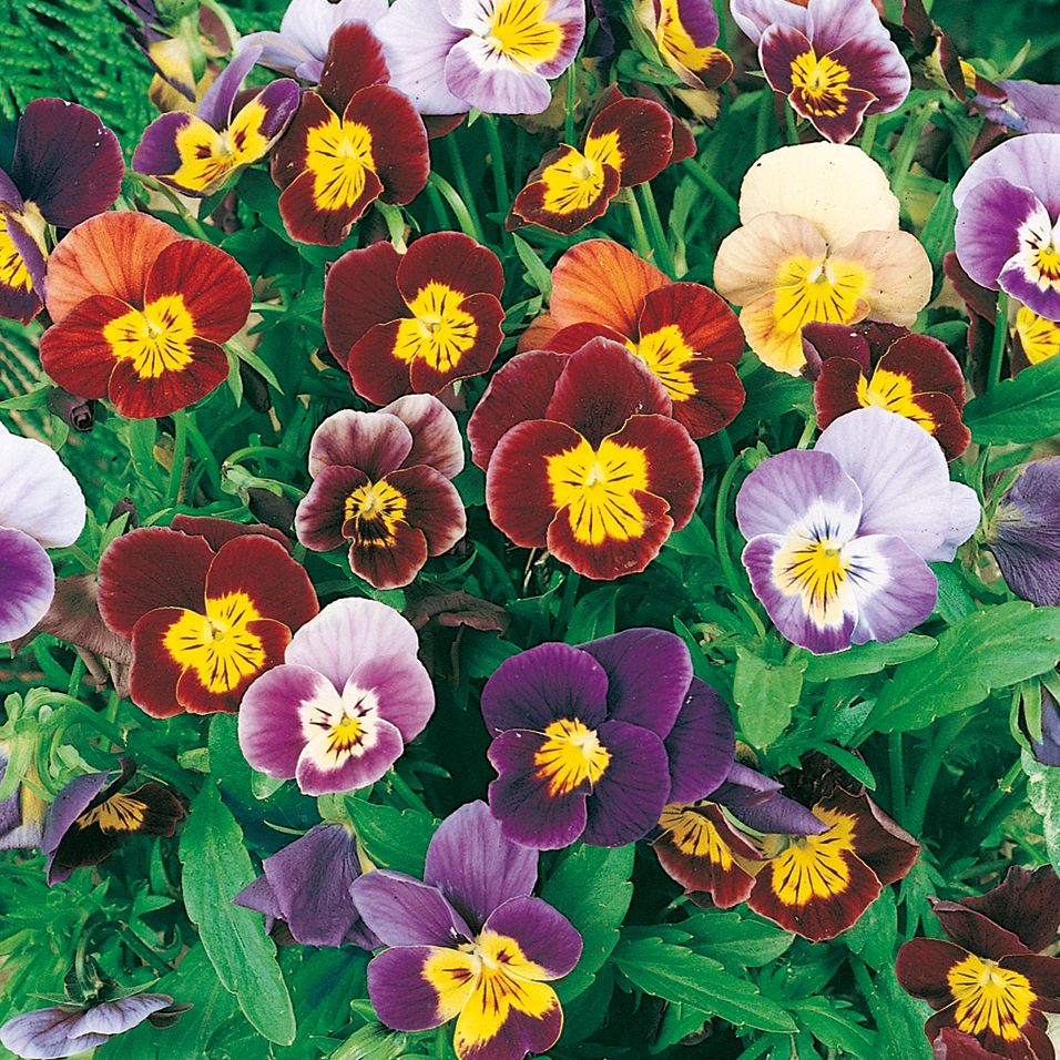 Bukettviol Bambini Fr er Perenner Impecta