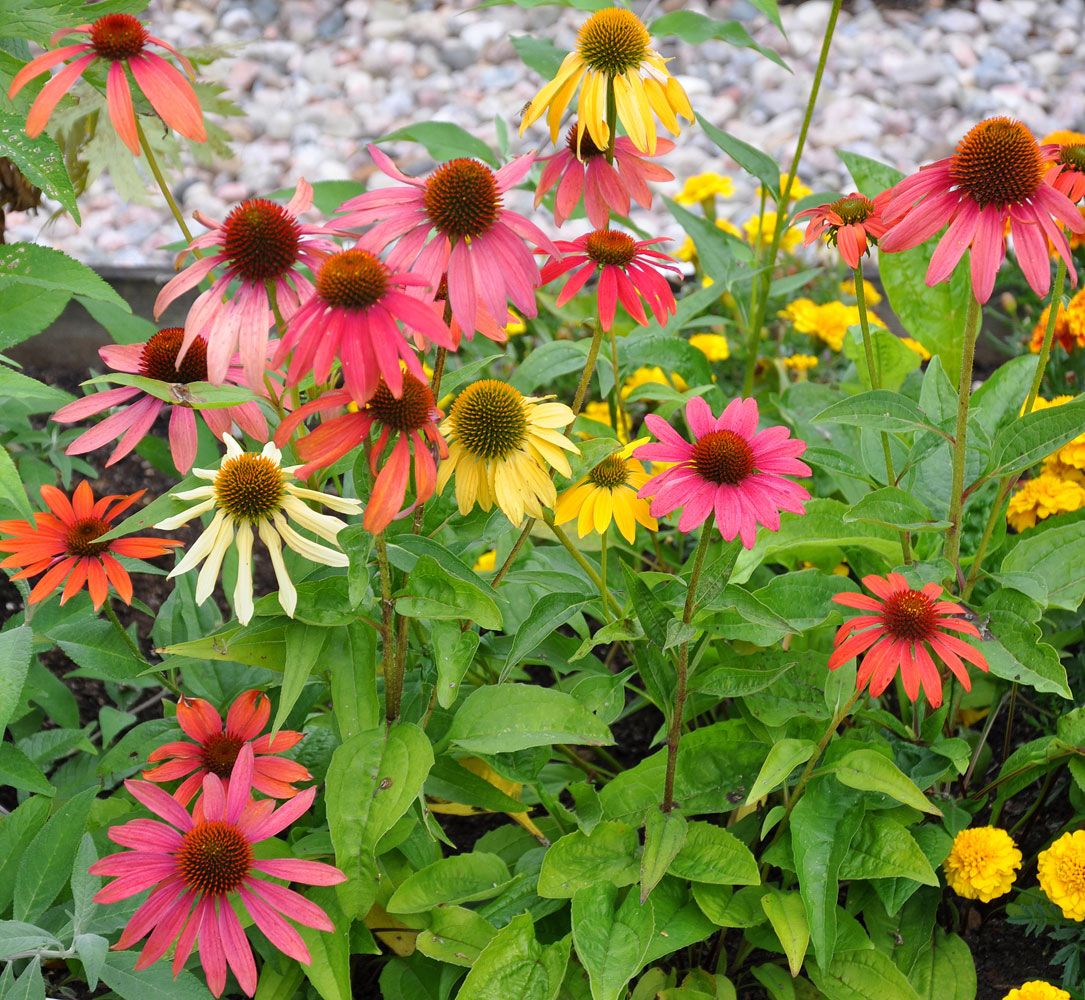 Эхинацея пурпурная (Echinacea Cheyenne Spirit)