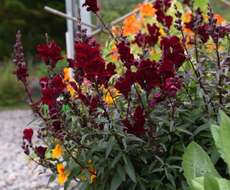 Lejongap 'Black Prince'