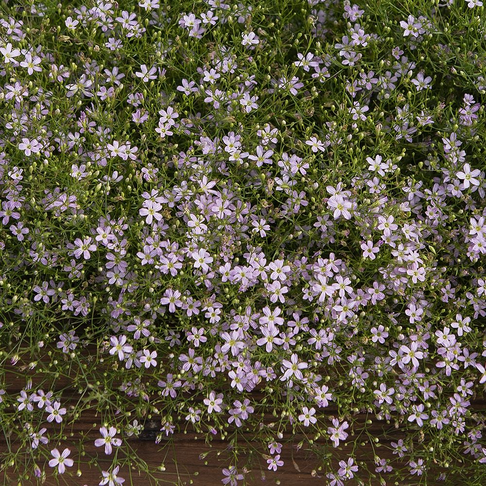 Grusnejlika 'Pink Sugardot'