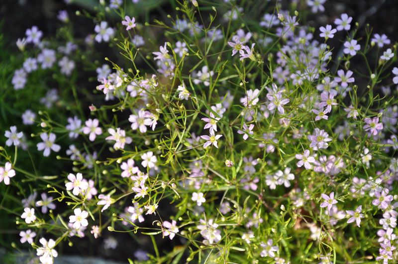 52+ Gypsophila Muralis Mehrjährig, Die sommergrüne pflanze bildet
