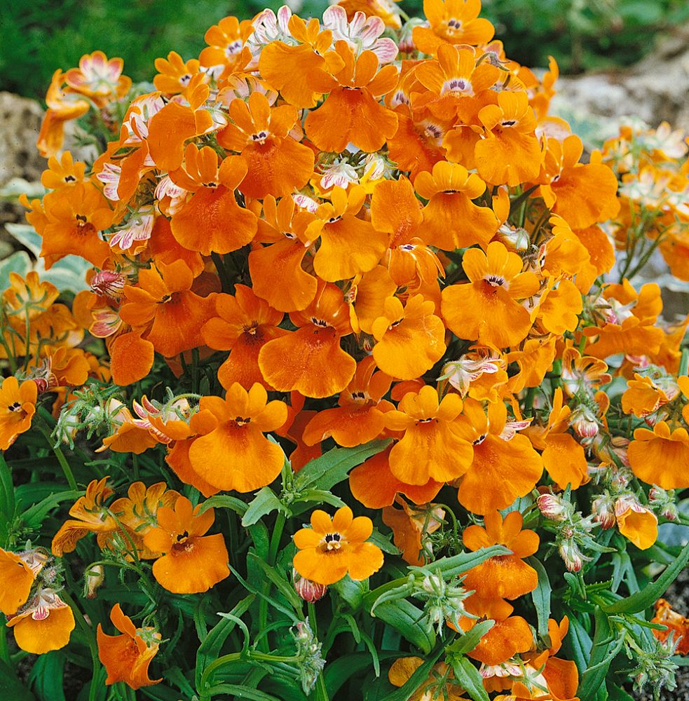 Nemesia 'Orange Prince' | Ettåriga blomsterväxter | Nemesia strumosa ...