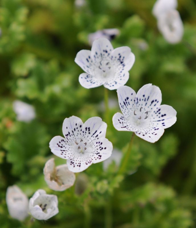Snokarleksblomster Snowstorm Nemophila Menziesii Var Atomaria Impecta Snokarleksblomster Snowstorm Nemophila Menziesii Var Atomaria Impecta