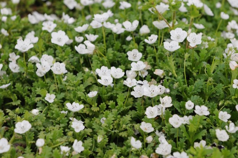 Snokarleksblomster Snowstorm Nemophila Menziesii Var Atomaria Impecta Snokarleksblomster Snowstorm Nemophila Menziesii Var Atomaria Impecta
