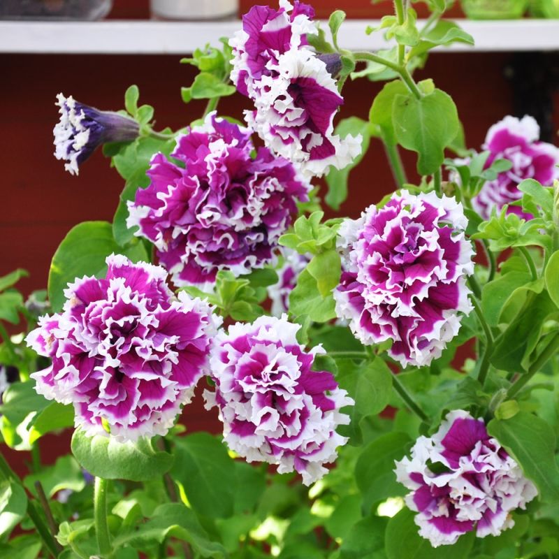 Dwarf Petunia Picoti Purple F1 Annual Flower Seeds Petunia x hybrida
