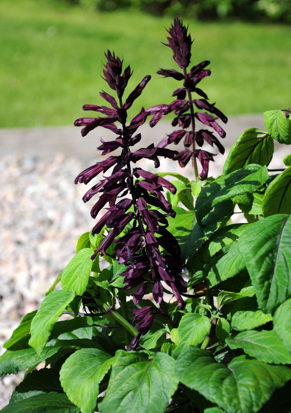 Praktsalvia Lighthouse Purple Ettariga Blommor Salvia Splendens Impecta