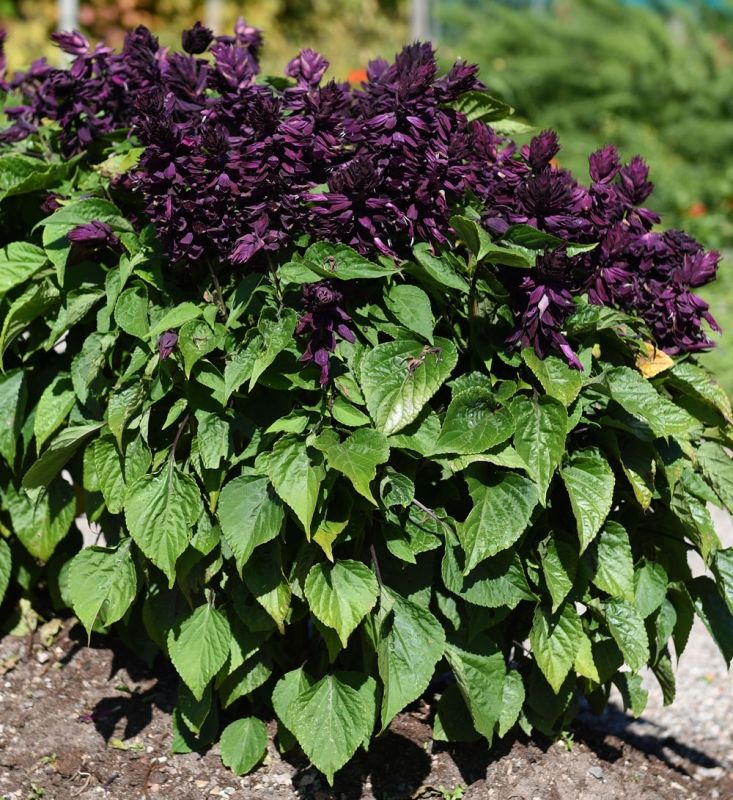 Praktsalvia Lighthouse Purple Ettariga Blommor Salvia Splendens Impecta