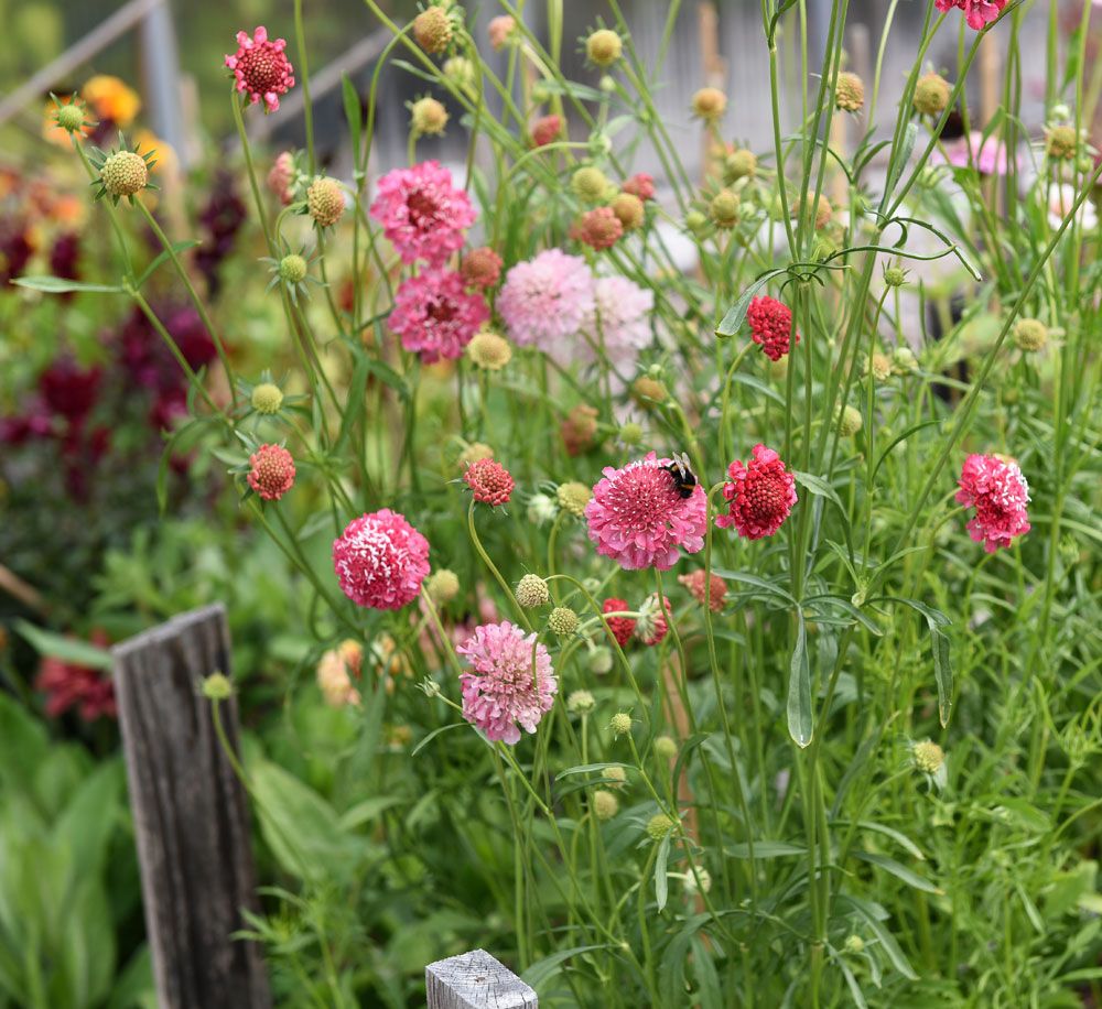 Praktvädd 'Salmon Queen' Ettåriga blomsterväxter Scabiosa