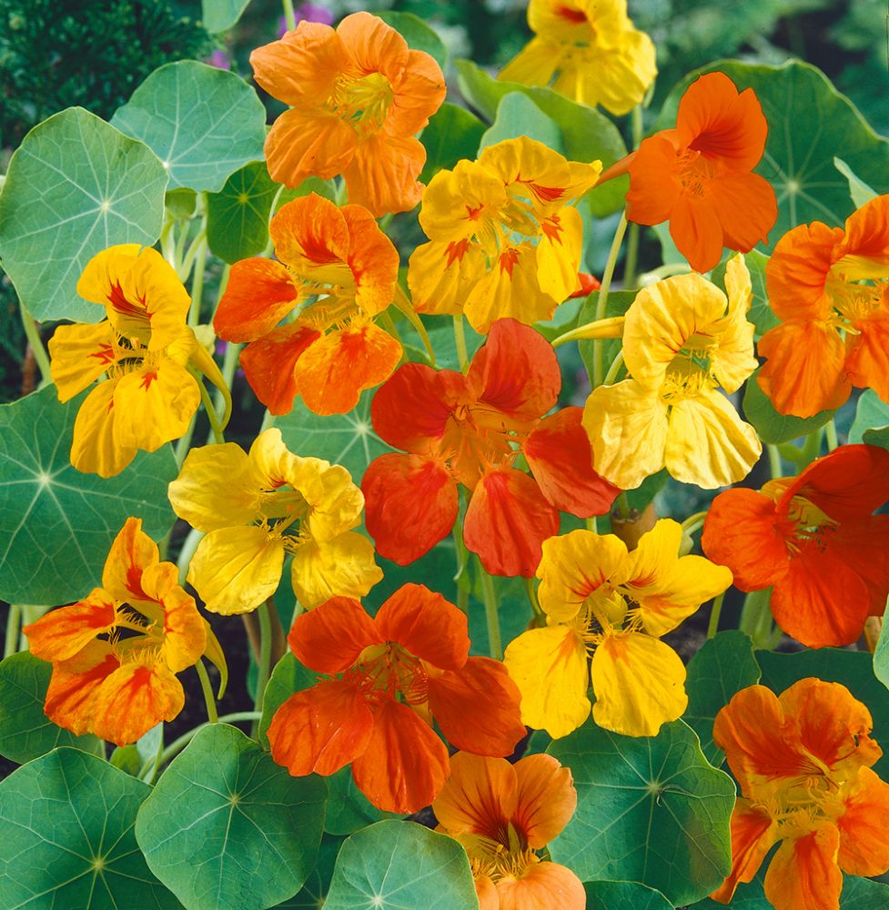 Fröer till blomsterkrasse 
