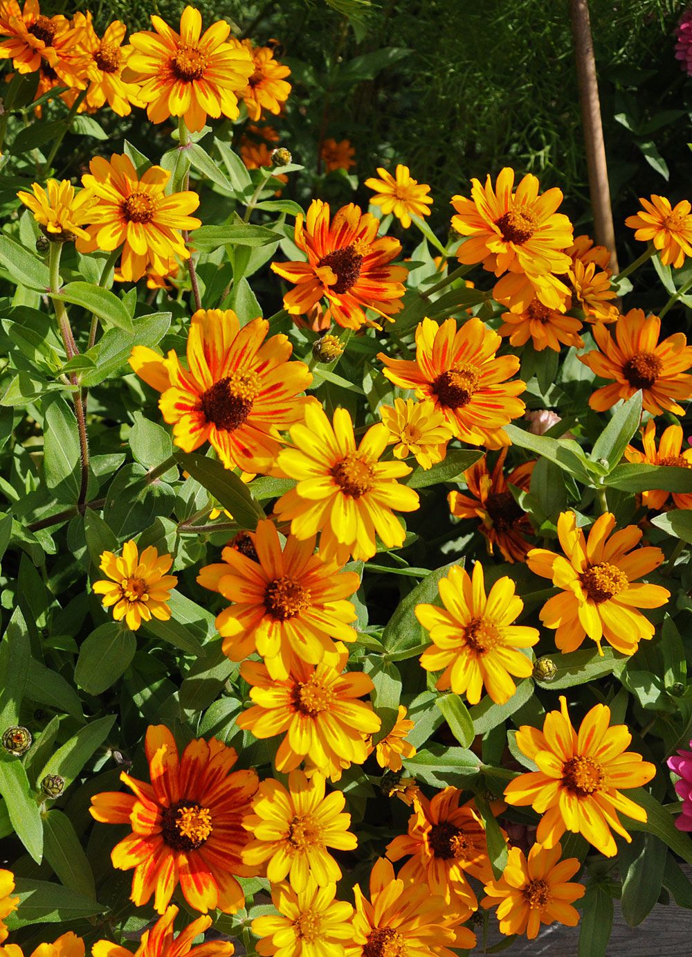 Marylandzinnia 'Zahara Sunburst' Ettåriga blomsterväxter Zinnia