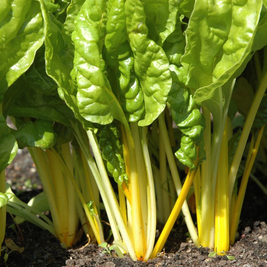 Mangold &amp;#39;Bright Yellow&amp;#39; | Grönsaker | Beta vulgaris &amp;#39;Bright Yellow&amp;#39;