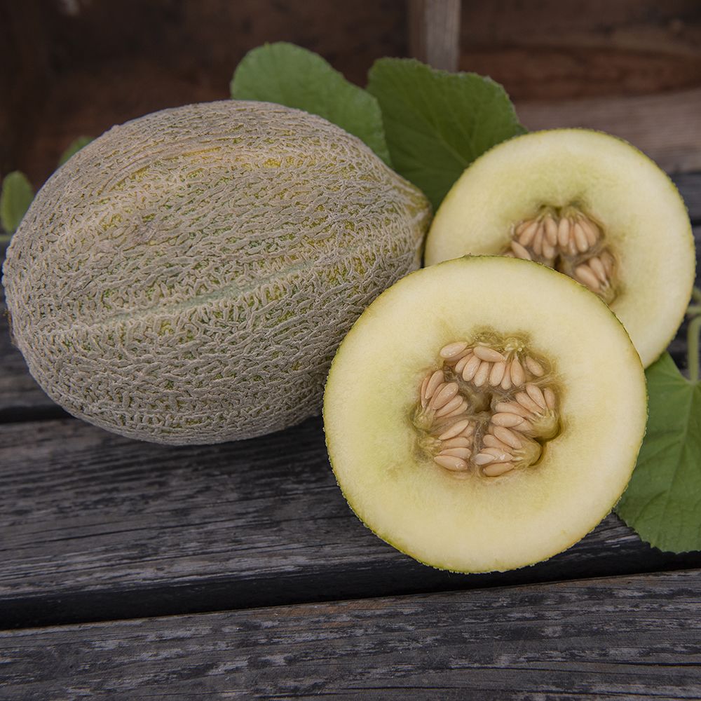 Nätmelon 'Jenny Lind' Grönsaker Cucumis melo Impecta