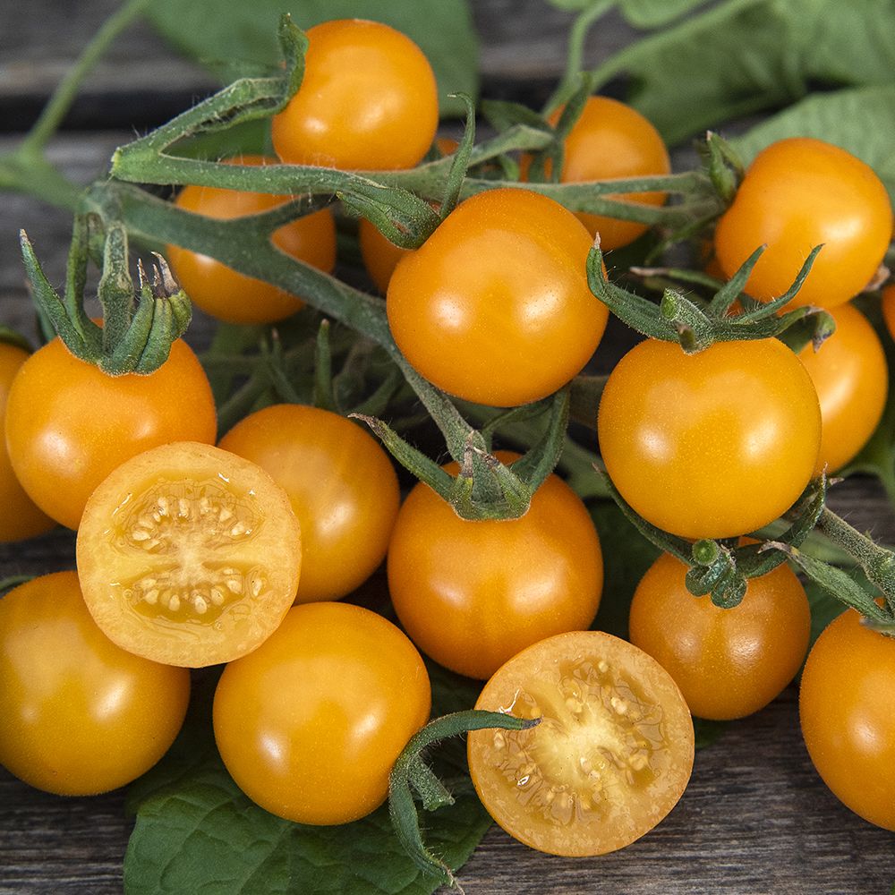 Solanum lycopersicum Goldkrone